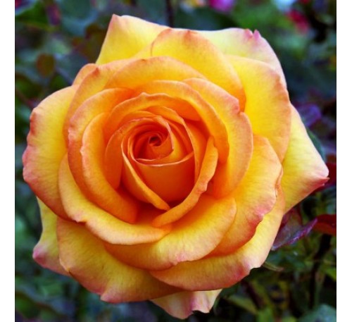 Роза Роуз де Мон Марсан (Rose de Mont Marsan)